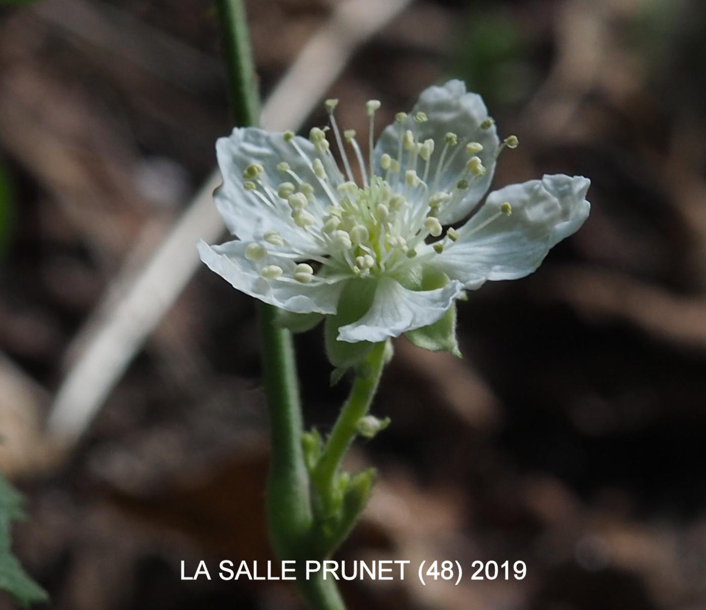 Dewberry flower